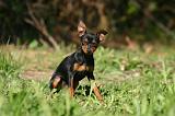 PINSCHER NAIN 173